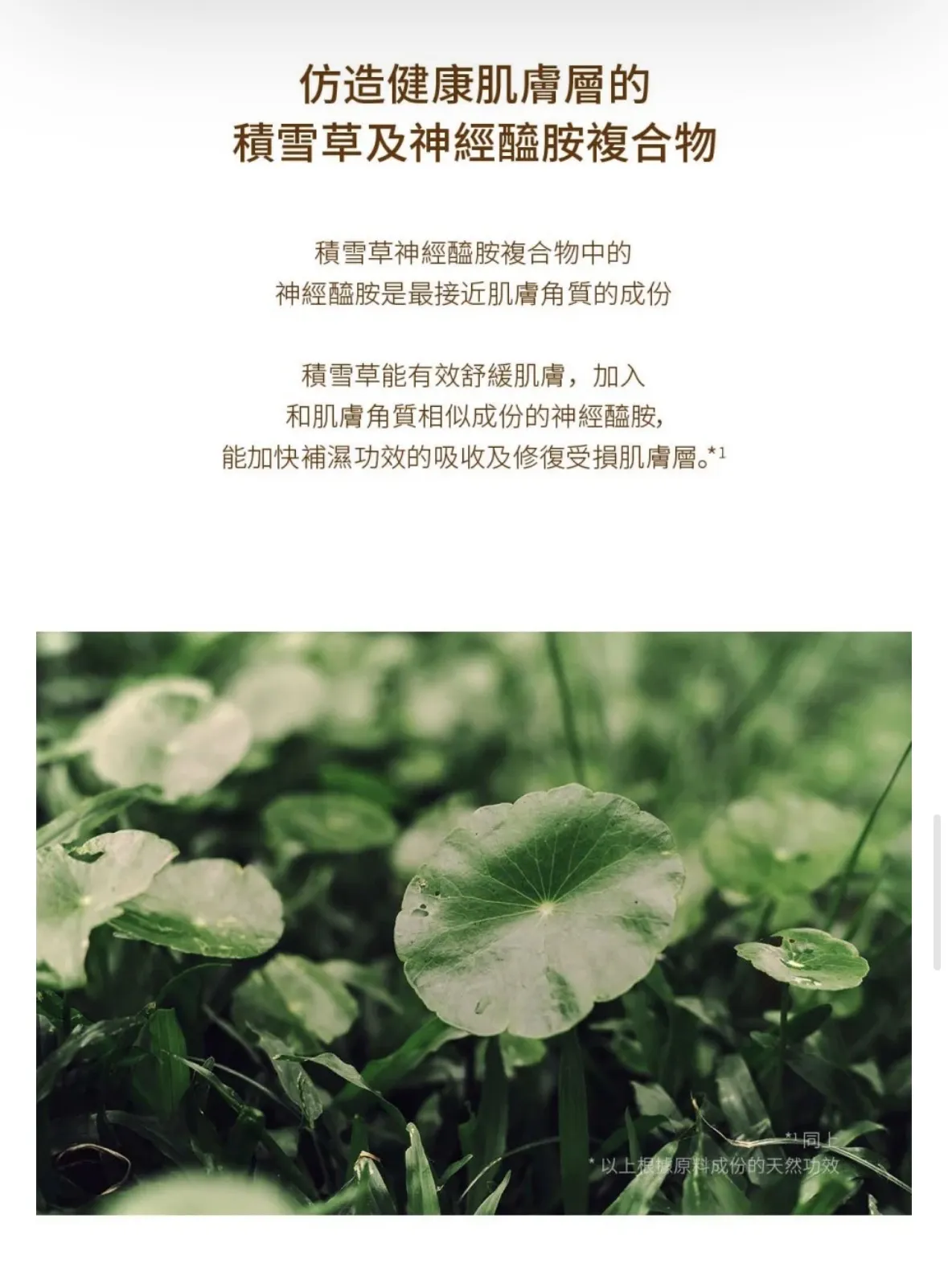 韓國🇰🇷SKIN1004 馬達加斯加積雪草益生菌強效修護安瓶精華（深棕瓶Probio-Cica款，95ml）